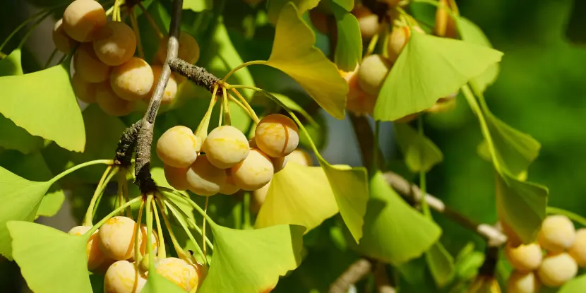 Ginkgo biloba fruit