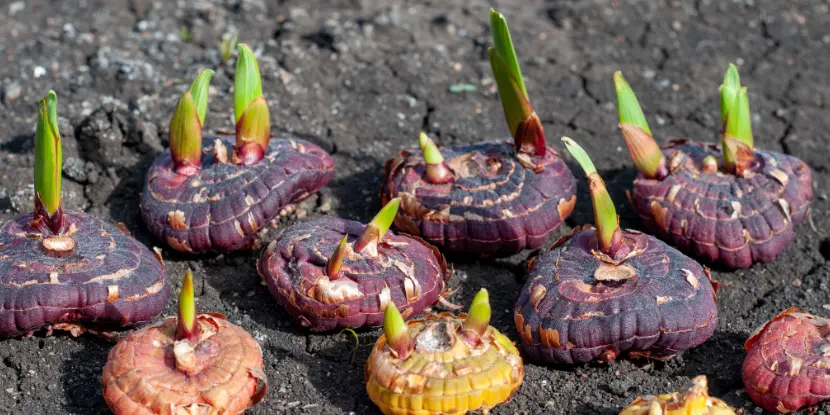 Sprouting gladiolus bulbs