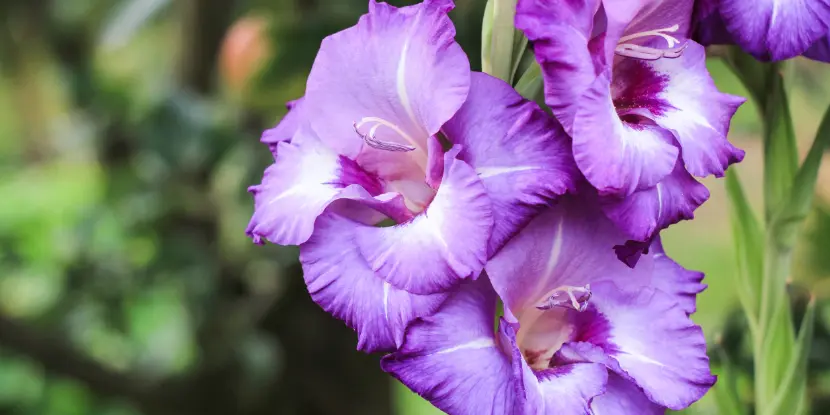 Closeup of purple gladiolus blossoms