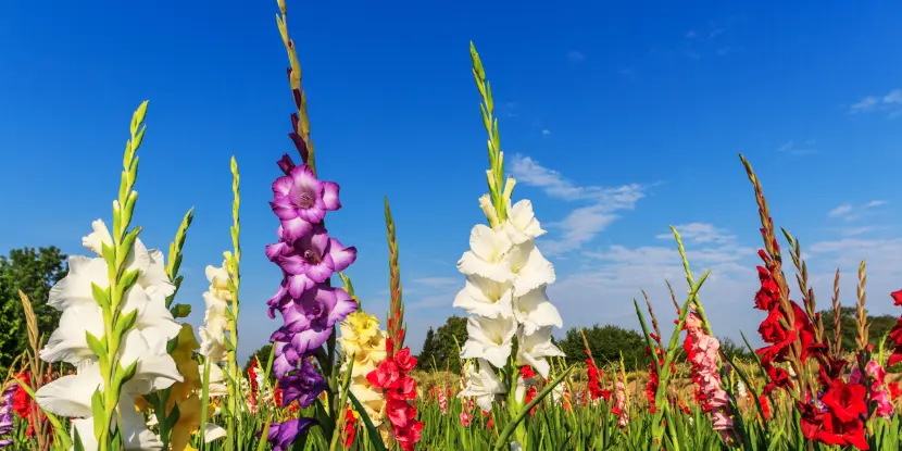 Gladioli in a field