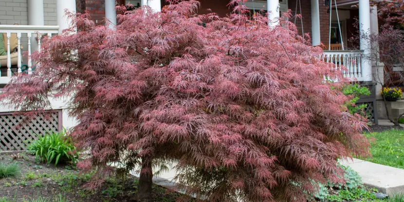 Crimson queen Japanese maple