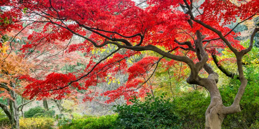 Red Japanese maple tree during autumn