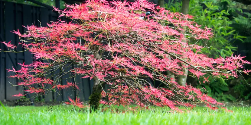 Japanese maple in a zen garden