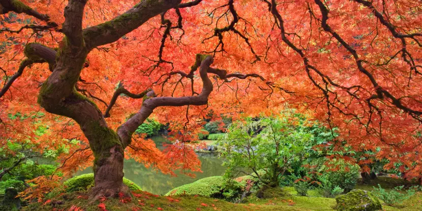 Japanese maple tree next to pond