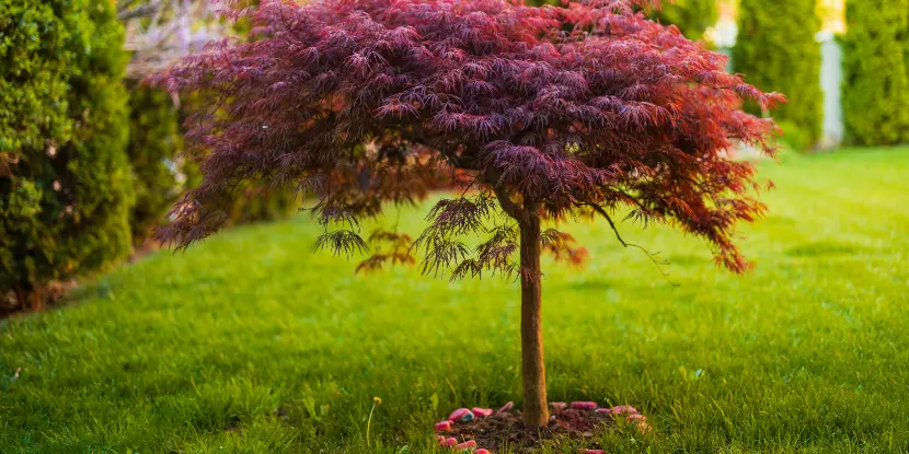 The reddish foliage of the weeping Laceleaf Japanese maple tree