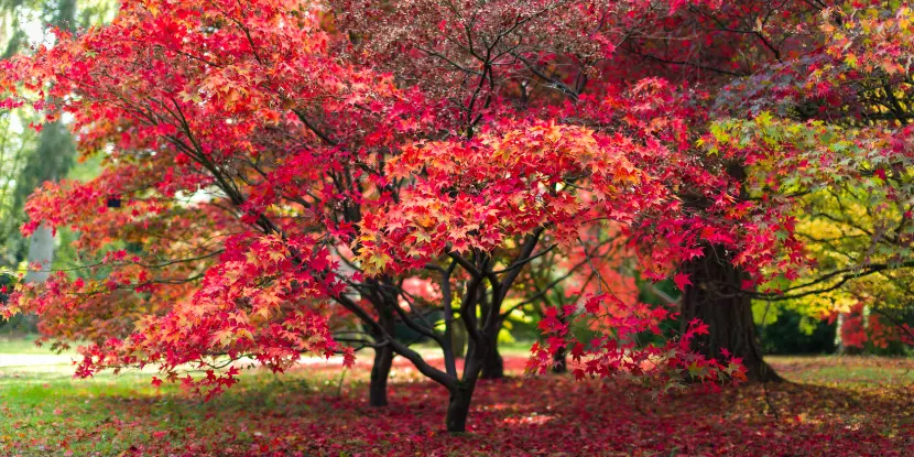 Japanese maple tree leaves in autumn colors