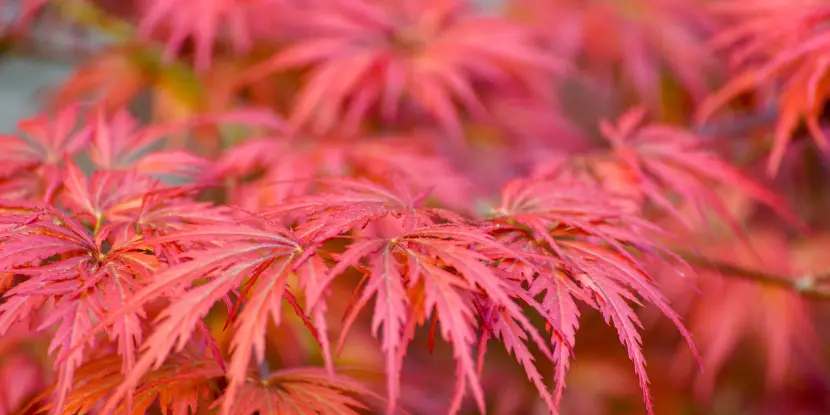 Close-up of red leaves on a Japanese maple