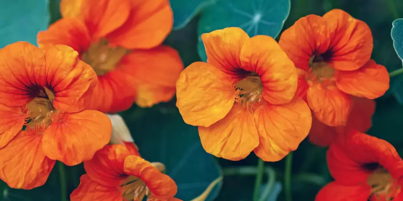 Orange nasturtium blossoms