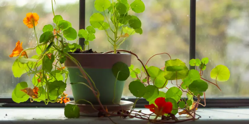 Potted nasturtium plant