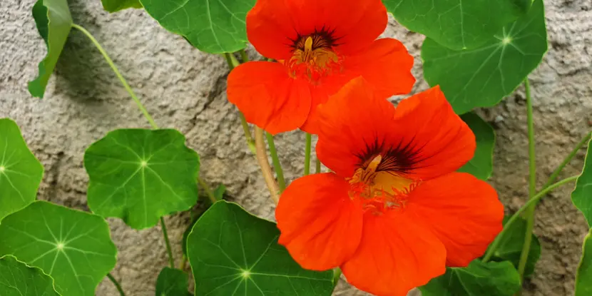 Crimson nasturtium flowers