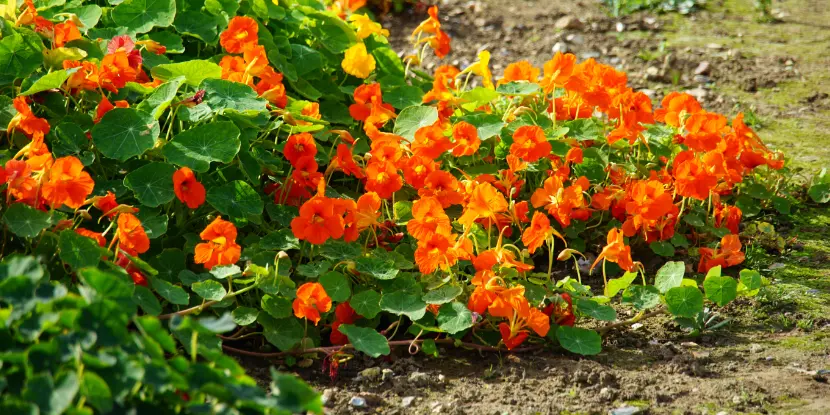 Orange nasturtium blossoms on a cover plant