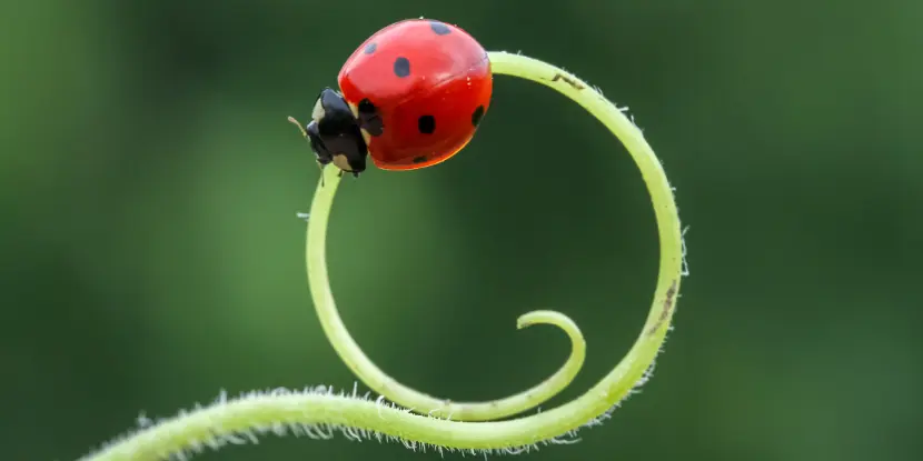 A ladybug on a plant's runner