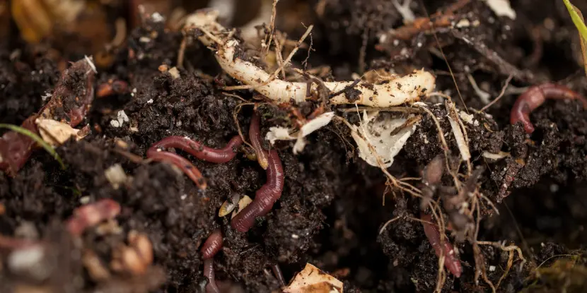 Healthy soil in a garden