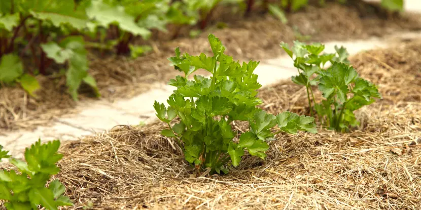 Straw mulch in a garden