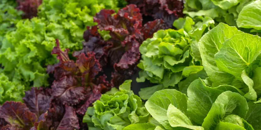 Rows of lettuce in the garden