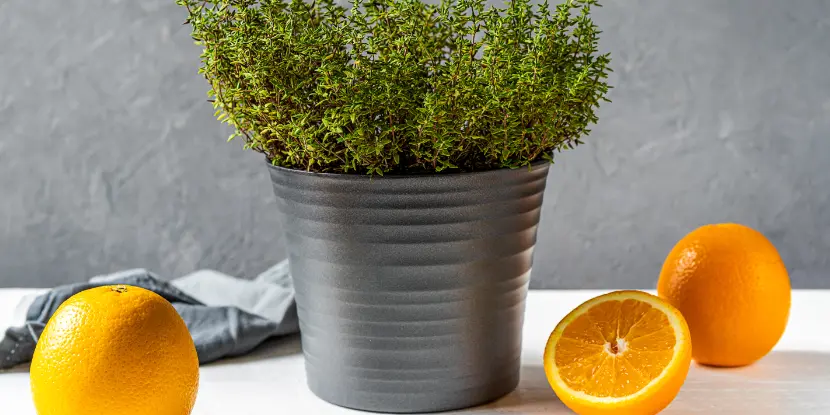 Container-grown thyme