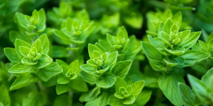 Oregano plants