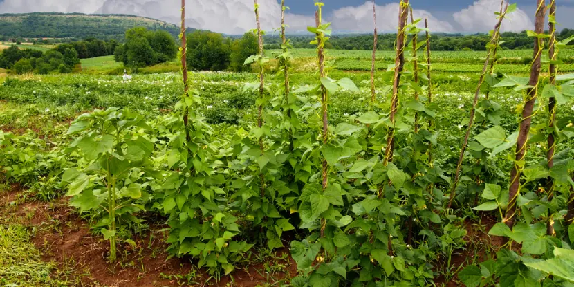 Pole beans growing in a field