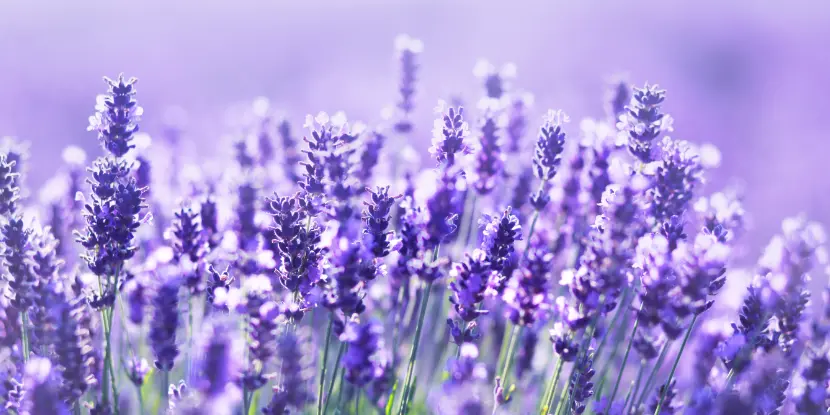 Lavender flowers