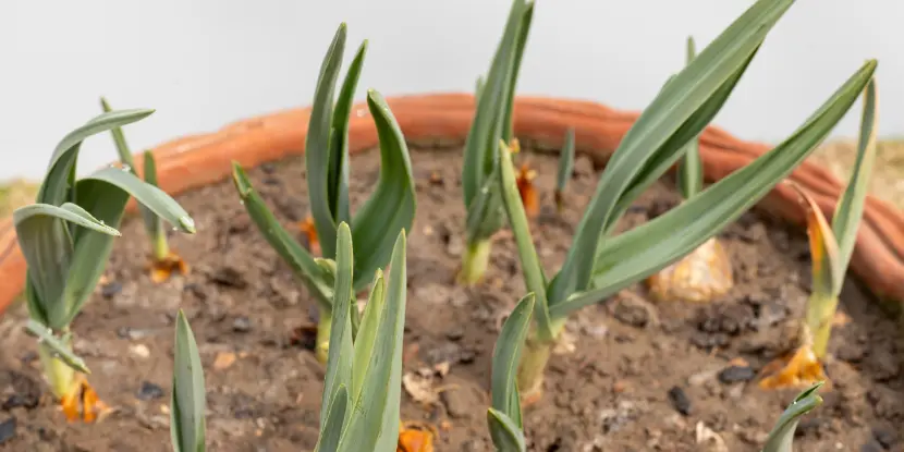 Garlic plants growing in a clay pot