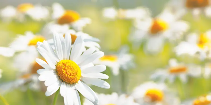 Chamomile flower