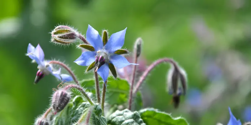 Borage flowers