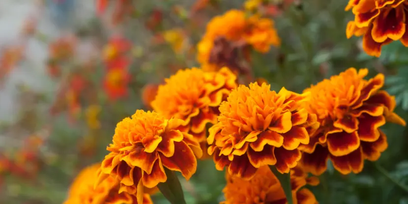 Marigold flowers