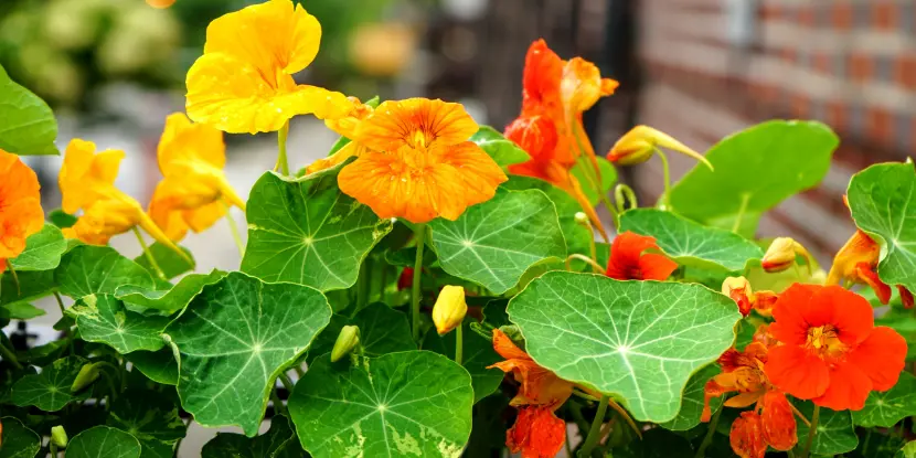 Nasturtium flowers