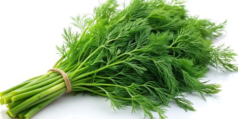 Freshly picked dill