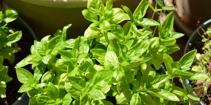 Basil plant