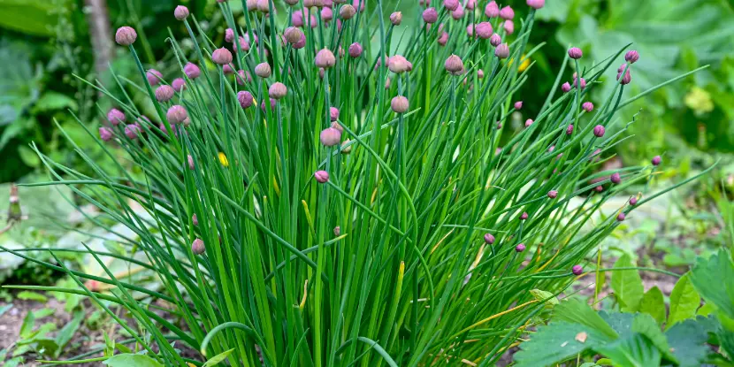 Flowering chives