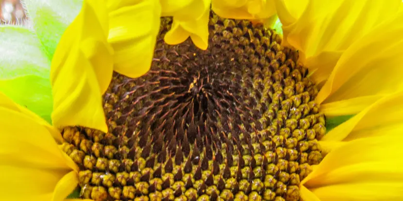 The spiral pattern of sunflower seeds