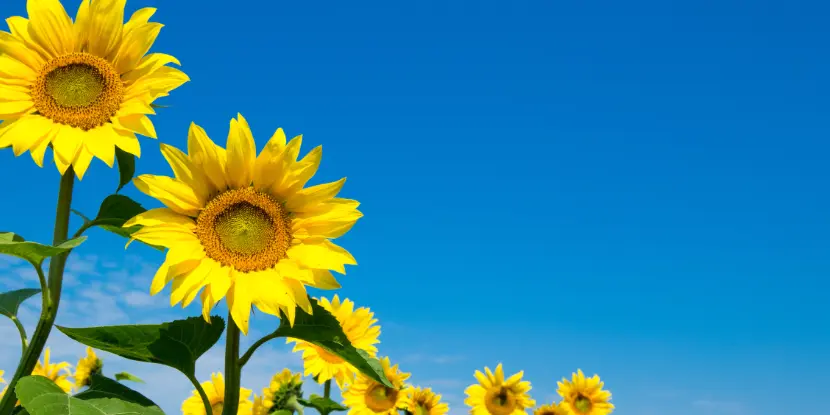 A field of sun-worshiping sunflowers