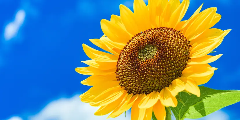 A sunflower facing the sun