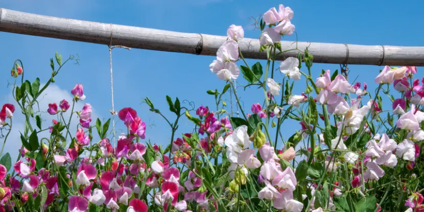 A support structure for sweet peas