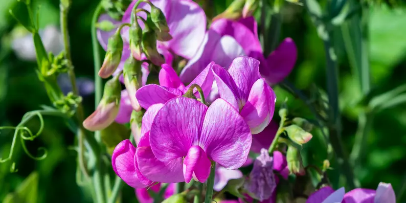 Wild sweet pea flowers along a river