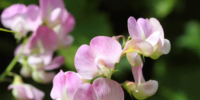 The Everlasting Sweet Pea variety in bloom