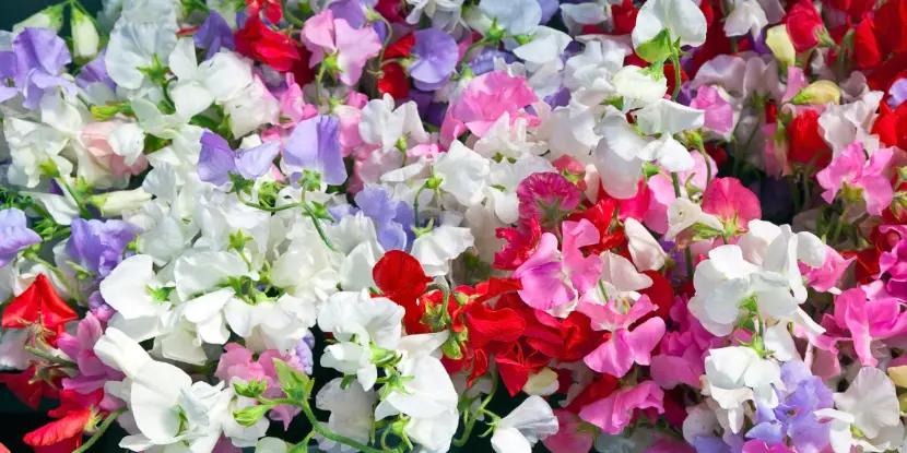 Sweet peas of various colors