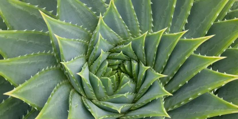 Closeup of an aloe vera plant