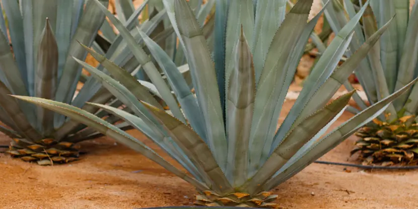 Blue agave plants in the desert