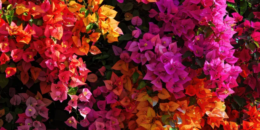 The brilliant papery bracts of the bougainvillea plant