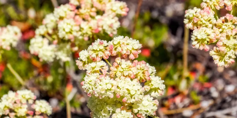 Buckwheat flowers