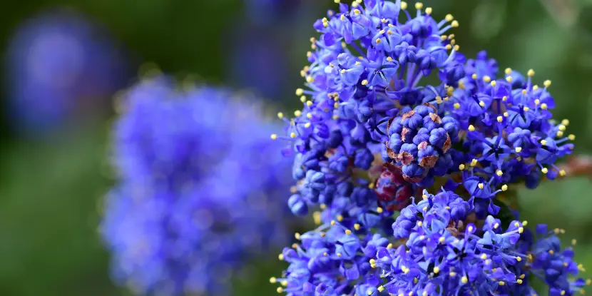 Blooming California lilac bush