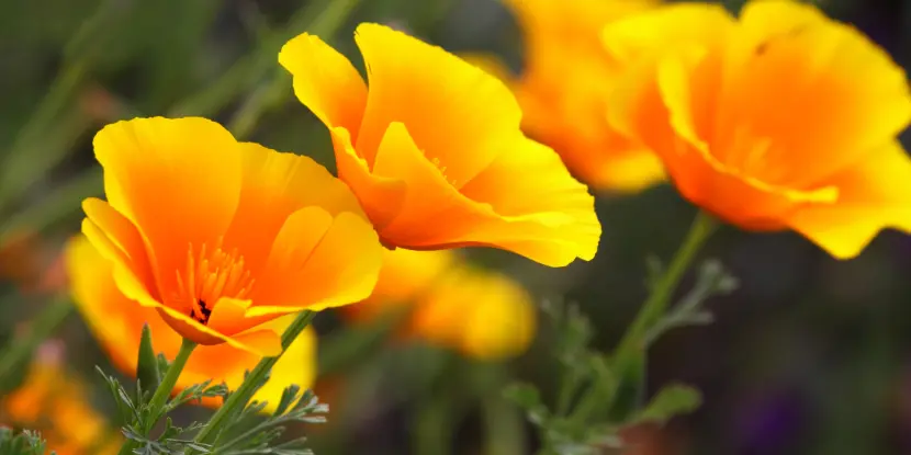 The California State flower is rugged, beautiful, and incredibly drought-tolerant