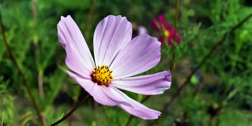 Cosmos bipinnatus flower