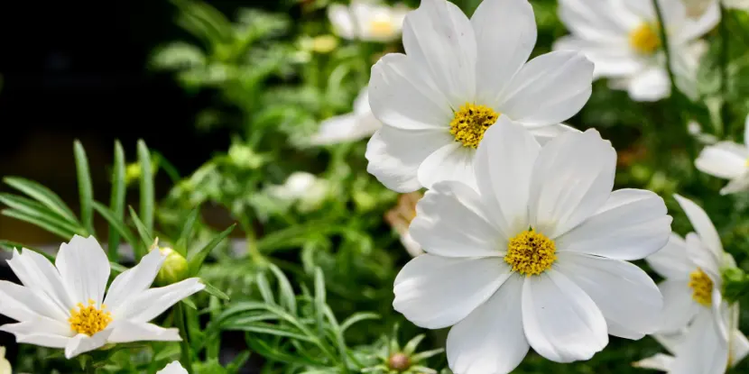 Cosmos Sonata flowers