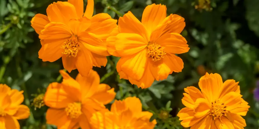 Sulfur cosmos flowers