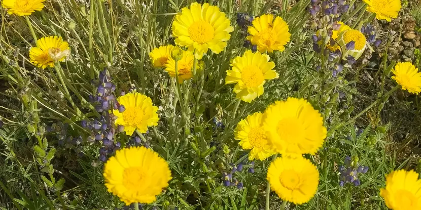 Desert marigold flowers in the wild