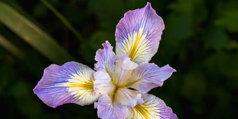 Douglas iris