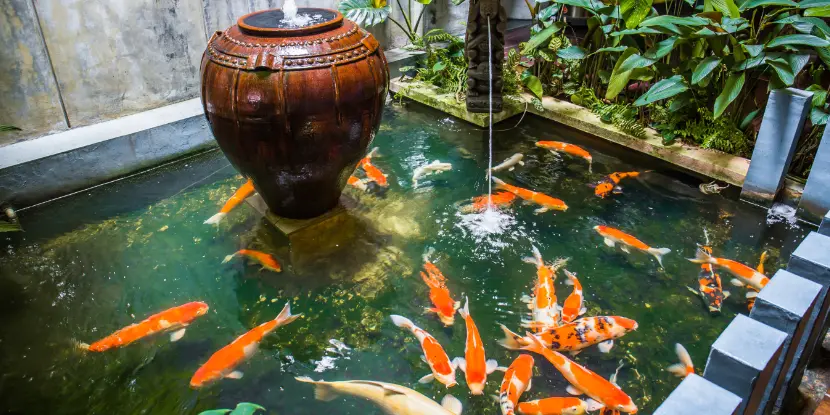 A formal fish pond stocked with koi